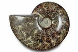 Polished Ammonite (Cleoniceras) Fossil - Madagascar #283303-1